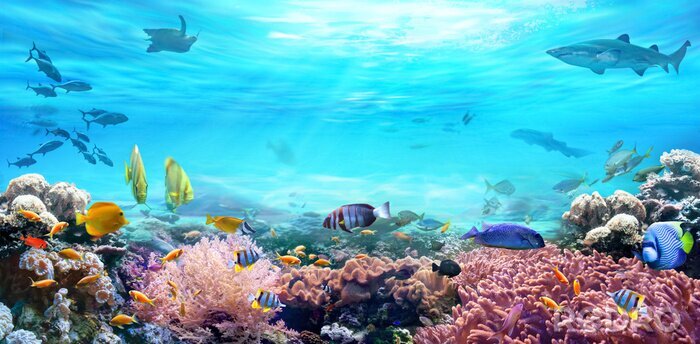 Papier peint  Récifs coralliens et animaux aquatiques