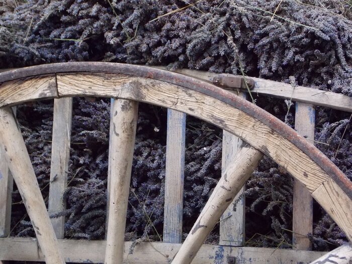 Papier peint  Récolte de lavande