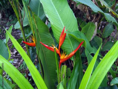 Papier peint  Red and orange Strelitzia plant with flowers in a forest in tropical Suriname South-America