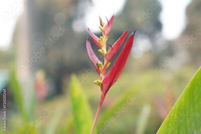 Papier peint  red and yellow flower flower, nature, plant, bird, paradise, orange, tropical, bloom, flora, beauty, bird of paradise, garden, exotic, blossom, strelitzia, flowers, leaf, spring, isolated, 