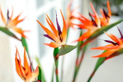 Papier peint  red and yellow flower Strelitzia royal
