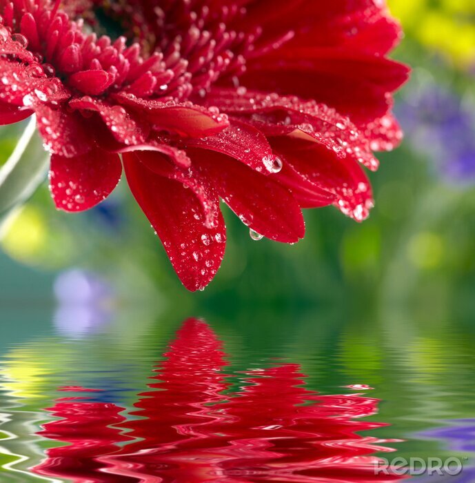 Papier peint  Red daisy-gerbera reflète dans l'eau