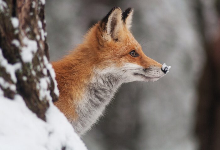Papier peint  Red fox