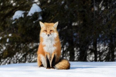 Papier peint  Red Fox assis sur la neige en hiver