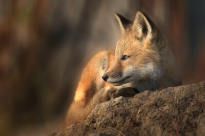Papier peint  Red Fox close up in morning sunlight