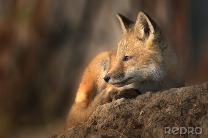 Papier peint  Red Fox close up in morning sunlight