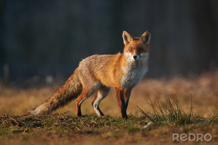 Papier peint  Red fox closeup stock photo. 