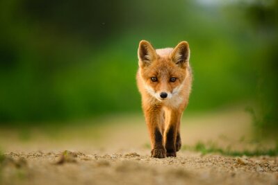 Papier peint  Red fox cub , Vulpes Vulpes