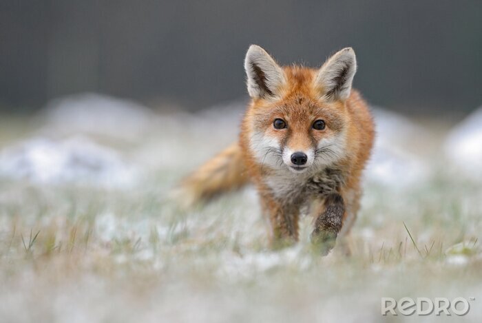 Papier peint  Red Fox en renard hivernal