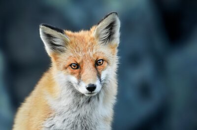 Papier peint  Red fox head detail. Red fox close up.  Fox eyes