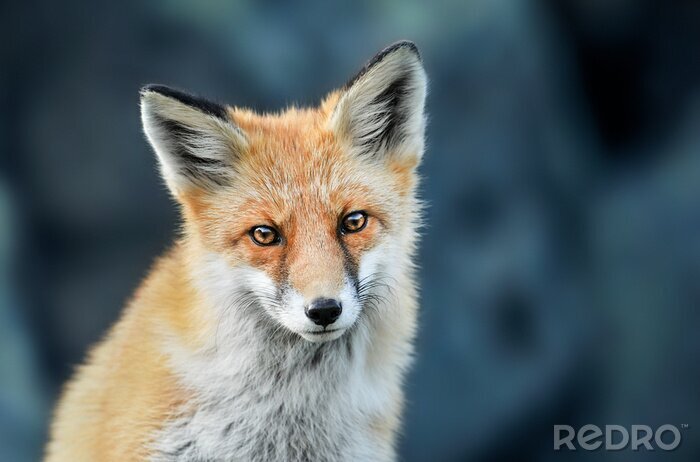 Papier peint  Red fox head detail. Red fox close up.  Fox eyes