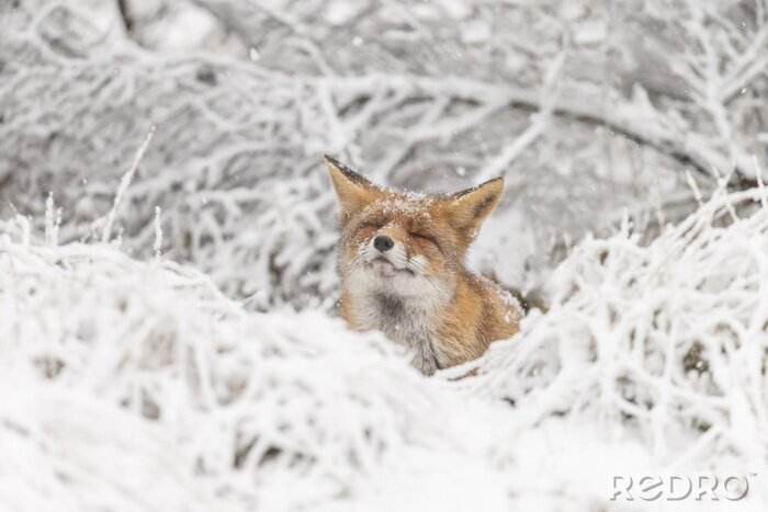 Papier peint  Red fox in a white winter landscape

