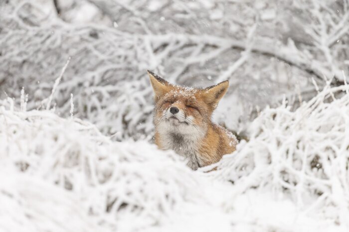 Papier peint  Red fox in a white winter landscape
