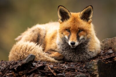 Papier peint  Red fox in the forest