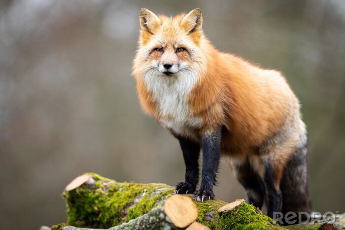 Papier peint  Red fox in the forest
