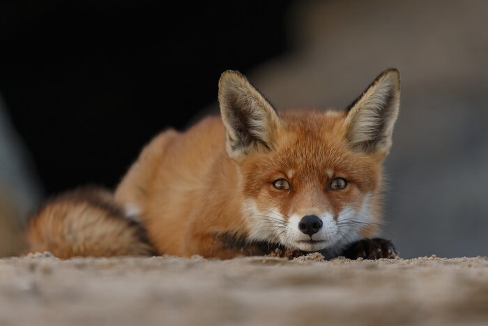 Papier peint  Red fox portrait picture in nature