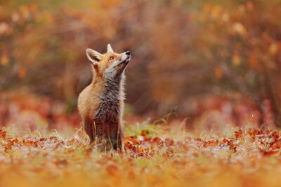 Red fox running on orange autumn leaves. Cute Red Fox, Vulpes vulpes in fall forest. Beautiful animal in the nature habitat. Wildlife scene from the wild nature, France, Europe. Cute animal in habitat