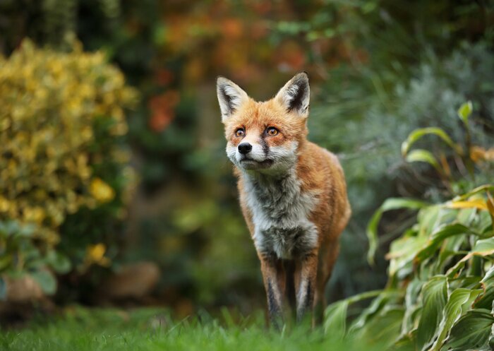 Papier peint  Red fox standing in the garden with flowers