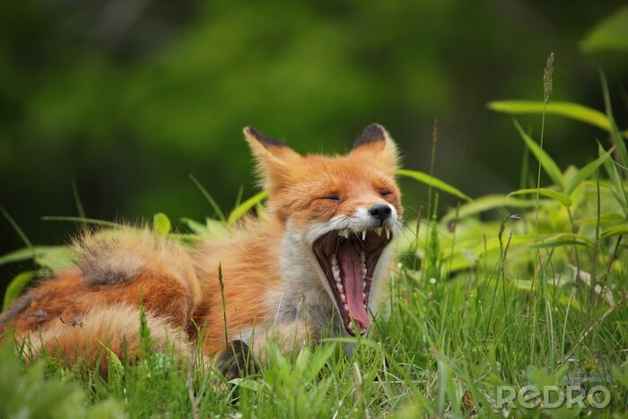 Papier peint  red fox yawning in grass
