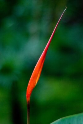 Papier peint  red strelitzia