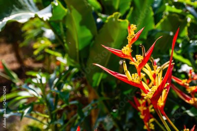 Papier peint  Red Strelitzia reginae Ait Background green leaves in garden.
