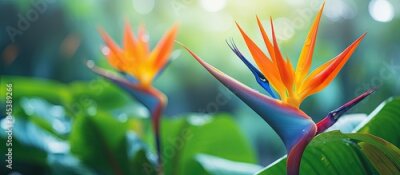 Papier peint  Red Strelitzia reginae Ait Background green leaves in garden. Creative banner. Copyspace image