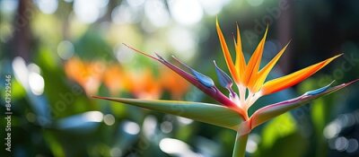 Papier peint  Red Strelitzia reginae Ait Background green leaves in garden. Creative banner. Copyspace image