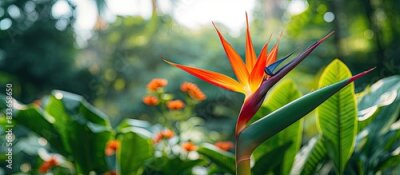Papier peint  Red Strelitzia reginae Ait Background green leaves in garden. Creative banner. Copyspace image