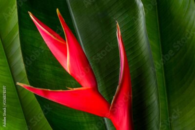 Papier peint  Red Strelitzia reginae flower and leaf(Bird of paradise) tropical isolated on green background.