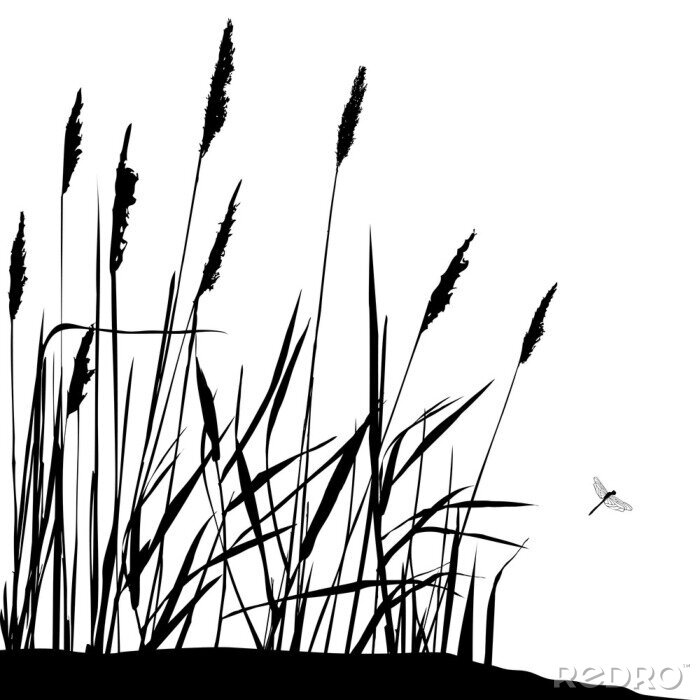 Papier peint  Reed et voler libellule - noir et blanc vecteur Illustration