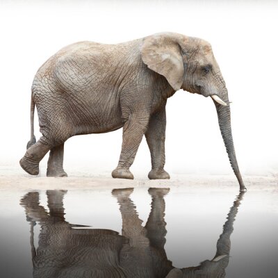 Papier peint  Reflet d'éléphant dans l'eau