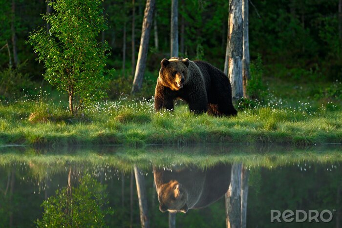 Papier peint  Reflet d'un ours dans le lac