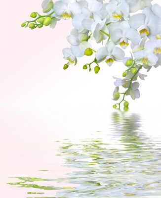 Reflet de fleurs blanches dans l'eau