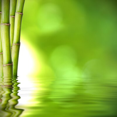Papier peint  Réflexion d'un bambou dans l'eau