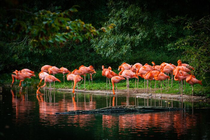 Papier peint  Réflexion de flamant roses dans l'eau