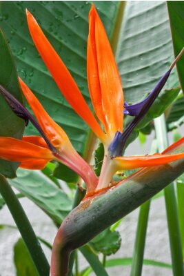 Papier peint  reginae de strelitzia, oiseau du paradis, Strelitzia
