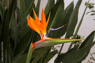 Papier peint  Reginae Strelitzia Juncea, Crane Flower, Bird of Paradise. Green leaves backgroung. Exotic flower plant.