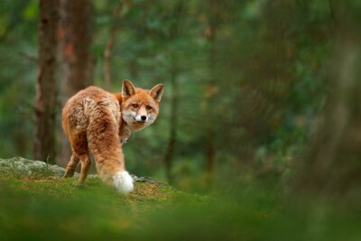 Papier peint  Renard dans la forêt verte. Renard roux mignon, Vulpes vulpes, à la forêt avec des fleurs, de la mousse de pierre. Scène de la faune de la nature. Animal dans l'habitat de la nature. Renard caché dans