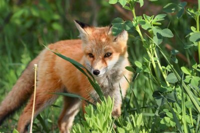 Renard en nature