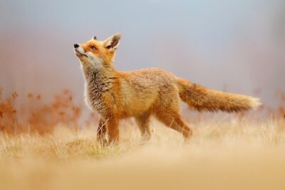 Papier peint  Renard rouge sur la clairière