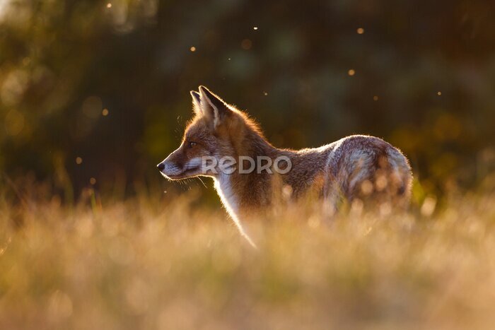 Papier peint  Renard roux dans l'herbe