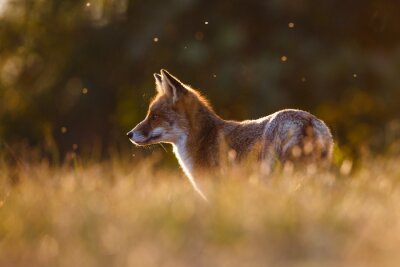 Papier peint  Renard roux dans l'herbe