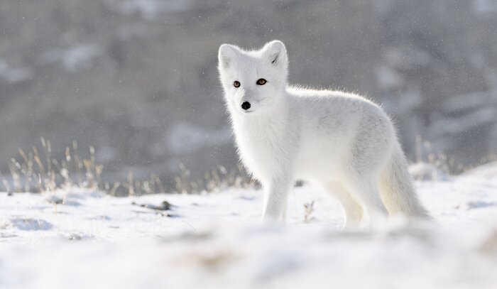 Papier peint  Renardeau polaire (Vulpes lagopus) dans la neige d'automne dans les montagnes de Dovre, Norvège