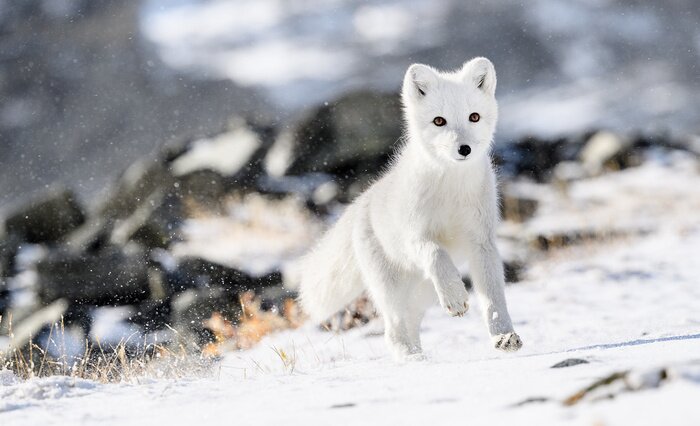 Papier peint  Renardeau polaire (Vulpes lagopus) dans la neige d'automne dans les montagnes de Dovre, Norvège