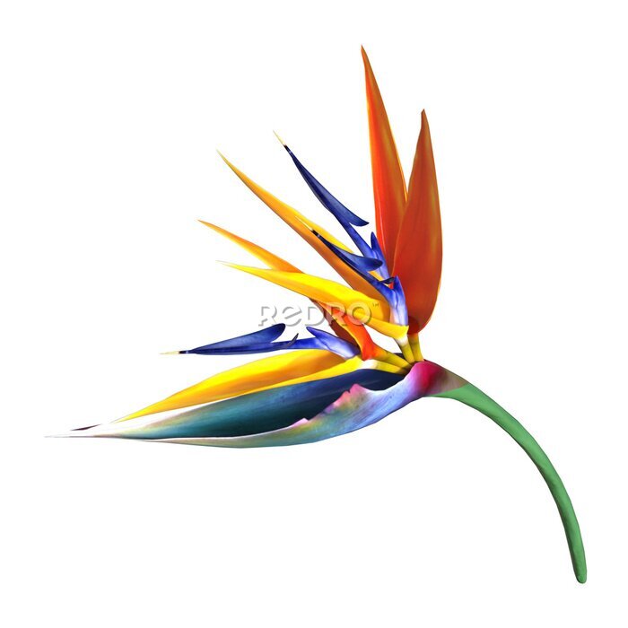 Papier peint  Rendu 3D fleur de Strelitzia sur blanc