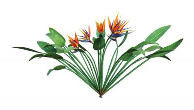 Papier peint  Rendu 3D Strelitzia sur blanc