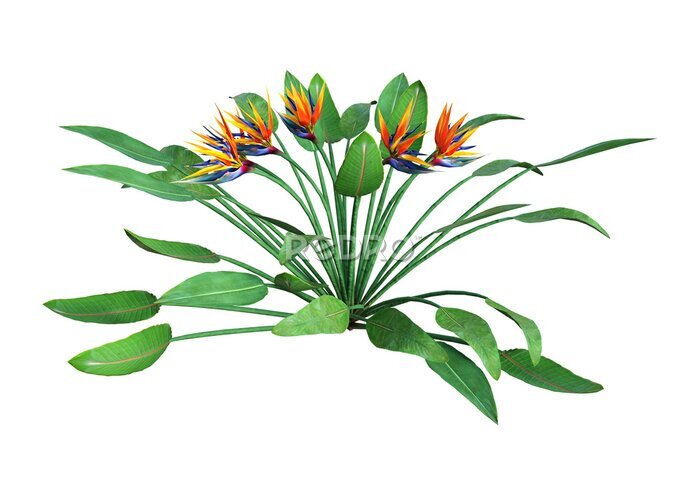 Papier peint  Rendu 3D Strelitzia sur blanc