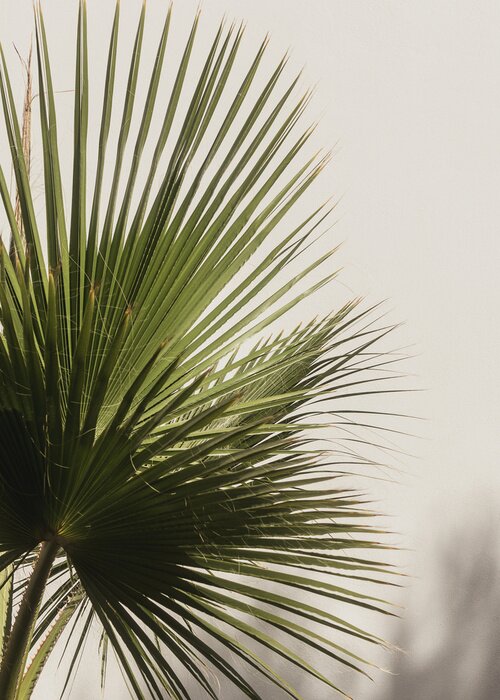 Papier peint  Répandre des feuilles dans un vase