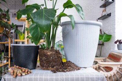 Papier peint  Repotting big home plant strelitzia nicolai into new pot in home interior. Caring for a potted plant, large size, strelitzia reginae