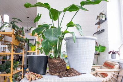 Papier peint  Repotting big home plant strelitzia nicolai into new pot in home interior. Caring for a potted plant, large size, strelitzia reginae